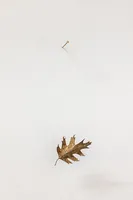Fall