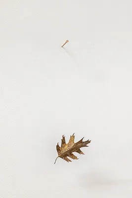 Fall